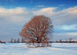 Tree In Snowscape_13023